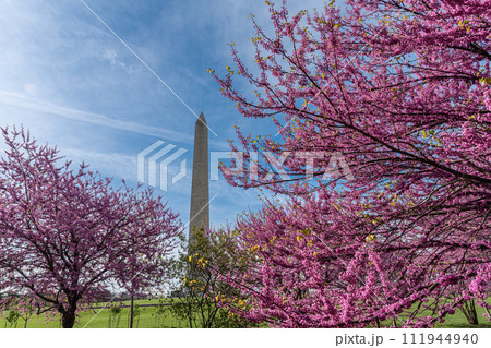 Washington monument on the National Mall in Washington, D.C, USA and Colorful Cherry blossom trees in spring 111944940