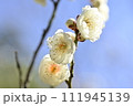 春の訪れ 111945139