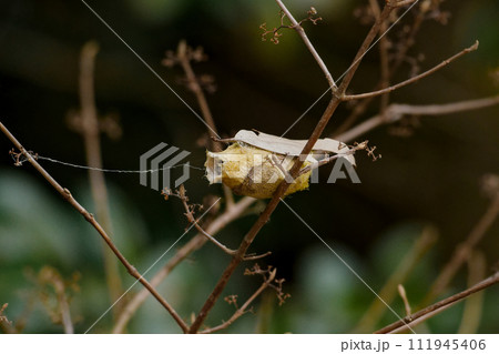 ヤママユガ科ヤママユの繭 ヤママユガ科ヤママユの繭 111945406