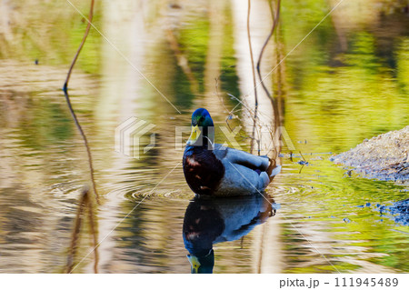 水辺のカモ科マガモ♂ 111945489