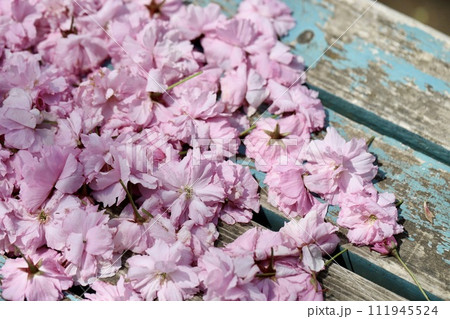 ベンチの上に落ちていた八重桜 111945524
