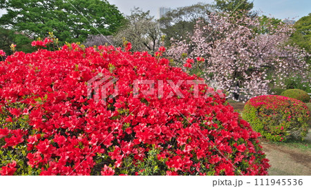 春の日本庭園真っ赤なツツジ鮮やか 111945536