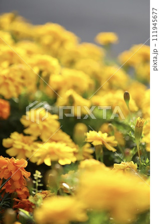 花壇に沢山咲いている黄色のマリーゴールド 花壇に沢山咲いている黄色のマリーゴールド 111945677