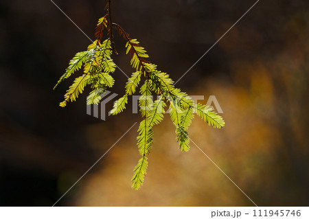 スギ科センペルセコイアの葉 111945746