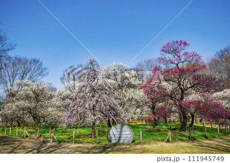 東京都　府中市　郷土の森梅まつり 111945749
