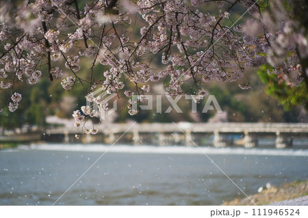 嵐山の桜 111946524