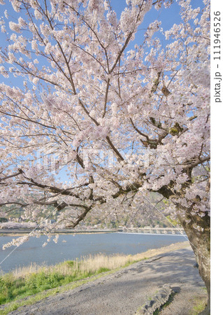 嵐山の桜 111946526