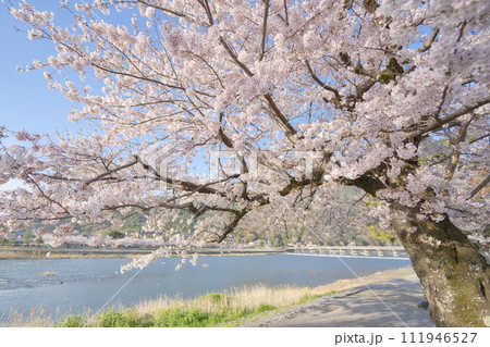 嵐山の桜 111946527