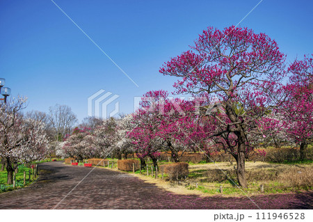 東京都　府中市　郷土の森梅まつり 111946528