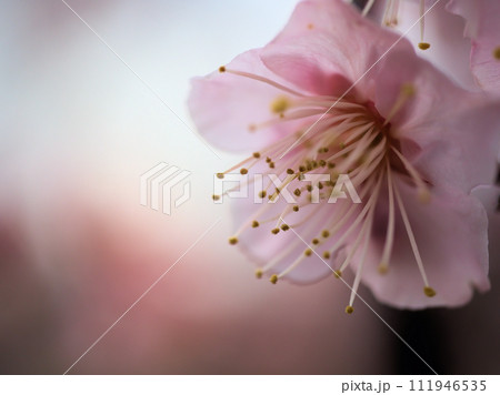 2月に咲いた梅の花「紅冬至(コウトウジ)」 2月に咲いた梅の花「紅冬至(コウトウジ)」 111946535