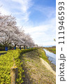 桜と流れる川 111946593