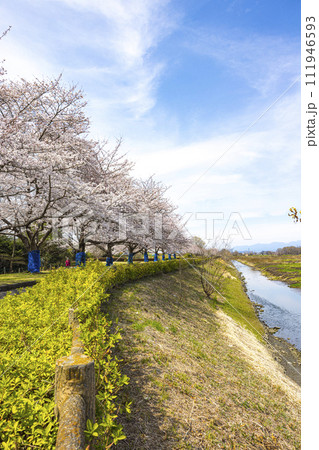 桜と流れる川 桜と流れる川 111946593