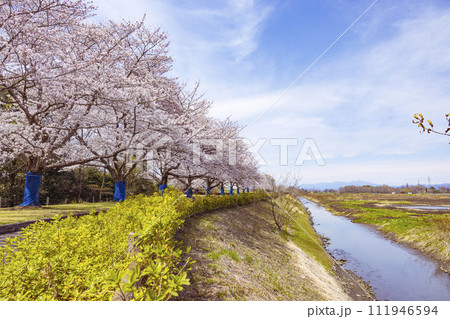 桜と流れる川 桜と流れる川 111946594