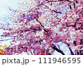 観光名所の春の桜 111946595