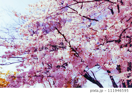 観光名所の春の桜 観光名所の春の桜 111946595