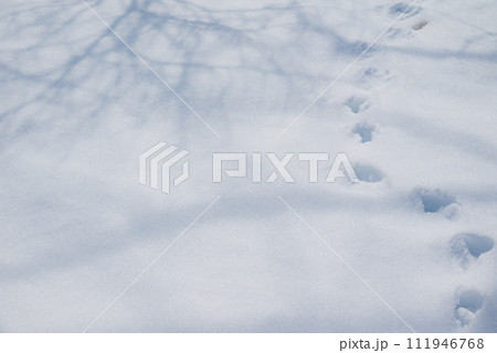 雪面に映る木の影と動物の足跡 111946768