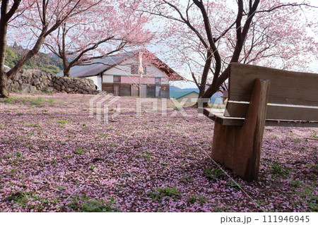 桑田山 桜散る (高知県 須崎市) 桑田山 桜散る (高知県 須崎市) 111946945