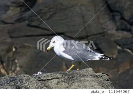 針金の餌に食いつくカモメ 111947067