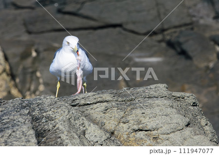針金の餌に食いつくカモメ 針金の餌に食いつくカモメ 111947077