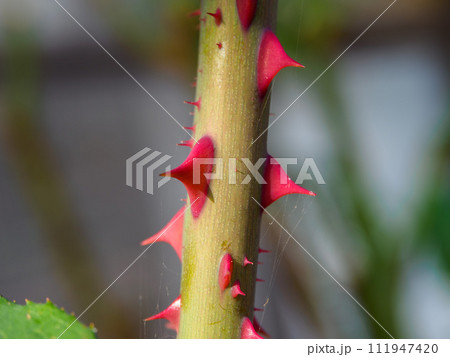 棘竜の素材 111947420