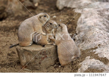 寄り添う三匹のプレーリードッグ 寄り添う三匹のプレーリードッグ 111947647