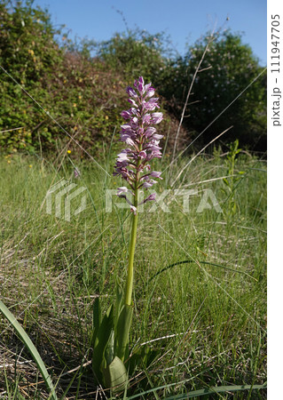 Closeup on the protected purple European military orchid, Orchis militaris in Gard, France 111947705
