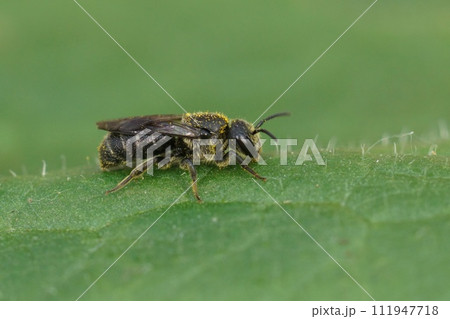 Closeup on the all black cleptoparasite little dark bee , Stelis breviuscula on a green leaf in the garden Closeup on the all black cleptoparasite little dark bee , Stelis breviuscula on a green leaf in the garden 111947718