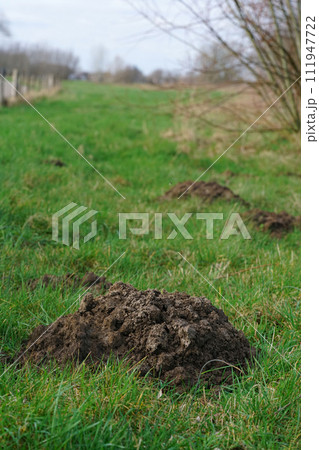 Vertical closeup on a heap of earth in a grassland, made by European mole, Talpa europaea 111947722