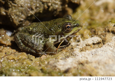 Closeup on a small European pool frog, Pelophylax lessonae, hiding among the stones 111947723