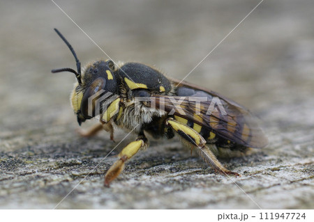 Closeup on a Mediterranean female Florentine Woolcarder solitary bee, Anthidium florentinum sitting on wood 111947724