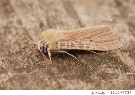 Closeup of the pale brown colored common wainscot moth, Mythimna pallens on a piece of wood 111947737
