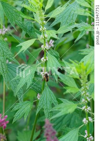 Closeup on a European woolcarder bee, Anthidium manicatum feeding on a flowering Leonurus cardiaca in the garden 111947751