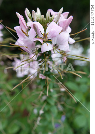 Vertical closeup on the pink flower of a spider flower or grandfather's whiskers plant, Cleome hassleriana 111947754