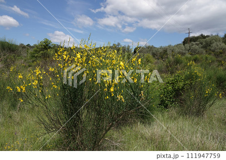 Closeup on a yellow blossoming Weaver's broom, Genista or Spartium junceum in the Mediterranean against a blue sky Closeup on a yellow blossoming Weaver's broom, Genista or Spartium junceum in the Mediterranean against a blue sky 111947759