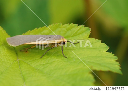 Closeup of a orange yellow, common footman moth, Eilema lurideola sitting on a green leaf Closeup of a orange yellow, common footman moth, Eilema lurideola sitting on a green leaf 111947773