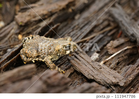 Close up on a juvenile Western toad, Anaxyrus boreas, sitting on the forest floor Close up on a juvenile Western toad, Anaxyrus boreas, sitting on the forest floor 111947786