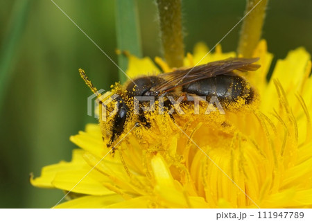 Closeup on a female buff-tailed mining bee, Andrena humilis fully covered with yellow dandelion pollen Closeup on a female buff-tailed mining bee, Andrena humilis fully covered with yellow dandelion pollen 111947789