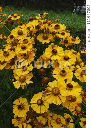 Closeup on an aggregation of colorful yellow sneezeweed, Helenium autumnale Closeup on an aggregation of colorful yellow sneezeweed, Helenium autumnale 111947803