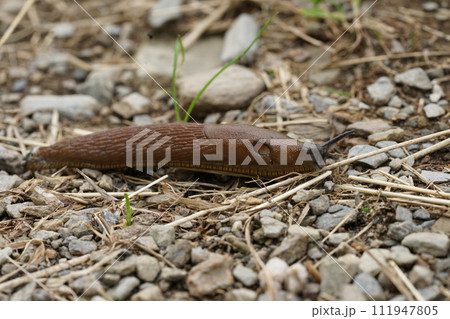 Closeup on a curious large red European slug, Arion rufus on a roadside after rain 111947805