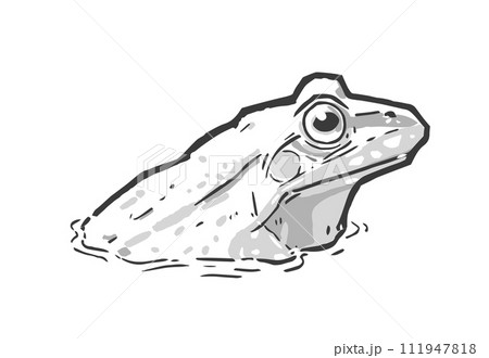 Vector illustration of floating frog in water in black and white Vector illustration of floating frog in water in black and white 111947818