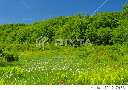 初夏の駒止湿原 111947988
