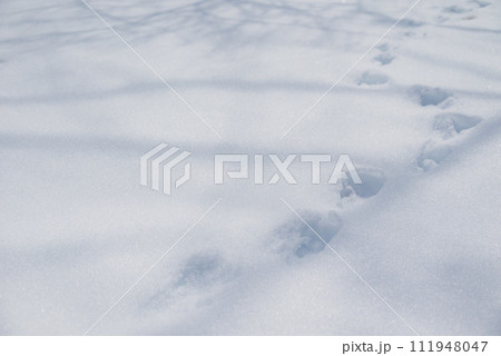 雪面に残った動物の足跡 111948047