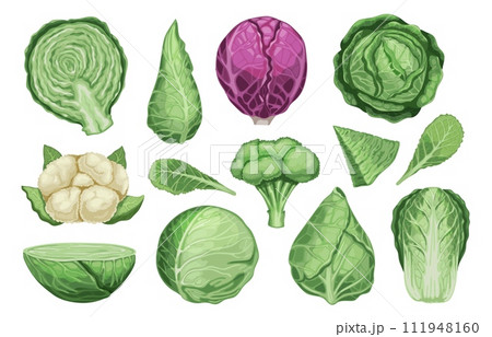 Cartoon different cabbage. Fresh organic vegetable brussels sprouts, healthy vegetarian food icons, raw cabbage and sprouts. Vector isolated set 111948160