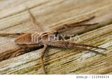 Vertical closeup ona Nursery web spider , Pisaura mirabilis sitting on a pole Vertical closeup ona Nursery web spider , Pisaura mirabilis sitting on a pole 111948414