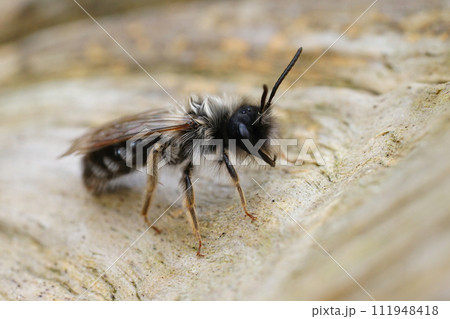 Closeup on a male Grey-backed mining bee, Andrena vaga infected with a Stylops ater parasite making it emerge too soon in the season 111948418