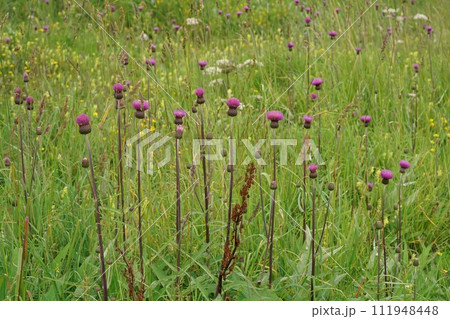 Closeup on an aggregation of colorful purple flowering melancholy thistle flowers, Cirsium heterophyllum Closeup on an aggregation of colorful purple flowering melancholy thistle flowers, Cirsium heterophyllum 111948448