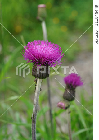 Closeup on a colorful purple flowering melancholy thistle flower, Cirsium heterophyllum Closeup on a colorful purple flowering melancholy thistle flower, Cirsium heterophyllum 111948449