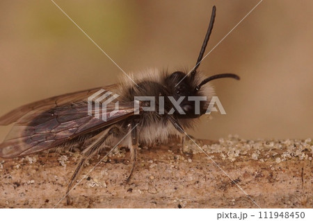 Closeup on a male of the endangered nycthemeral mining bee, Andrena nycthemera on a twig Closeup on a male of the endangered nycthemeral mining bee, Andrena nycthemera on a twig 111948450