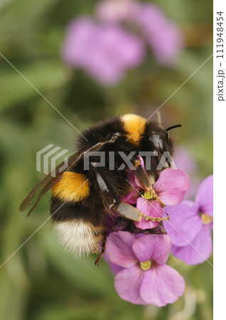 Vertical closeup on a buff-tailed or large earth bumblebee, Bombus terrestris on a purple wallflower Vertical closeup on a buff-tailed or large earth bumblebee, Bombus terrestris on a purple wallflower 111948454