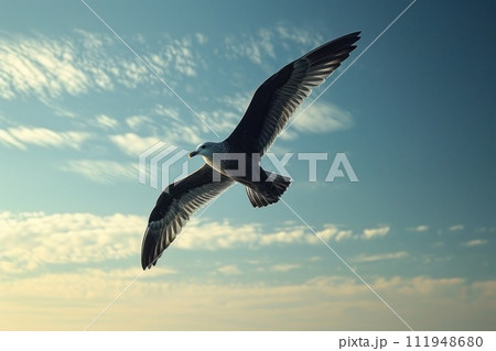 A seagull in flight: the splendor of its rising wings 111948680